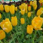 고양꽃박람회 2023 일산호수공원 튤립 축제 일산호수공원축제