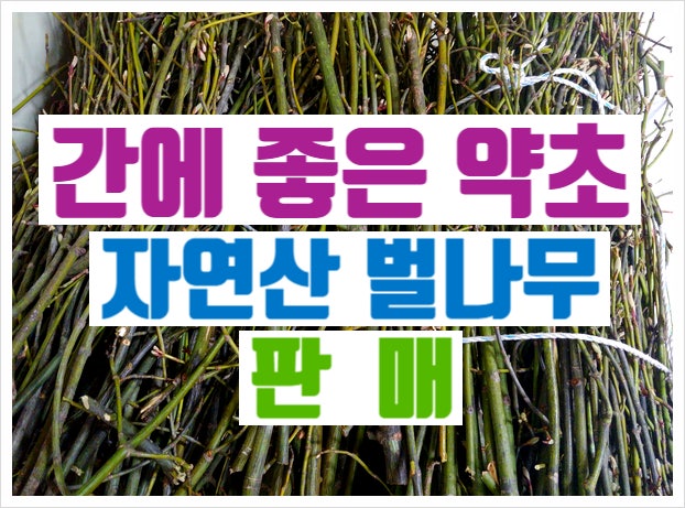 간에 좋은 차 효능 먹는 방법 : 네이버 블로그