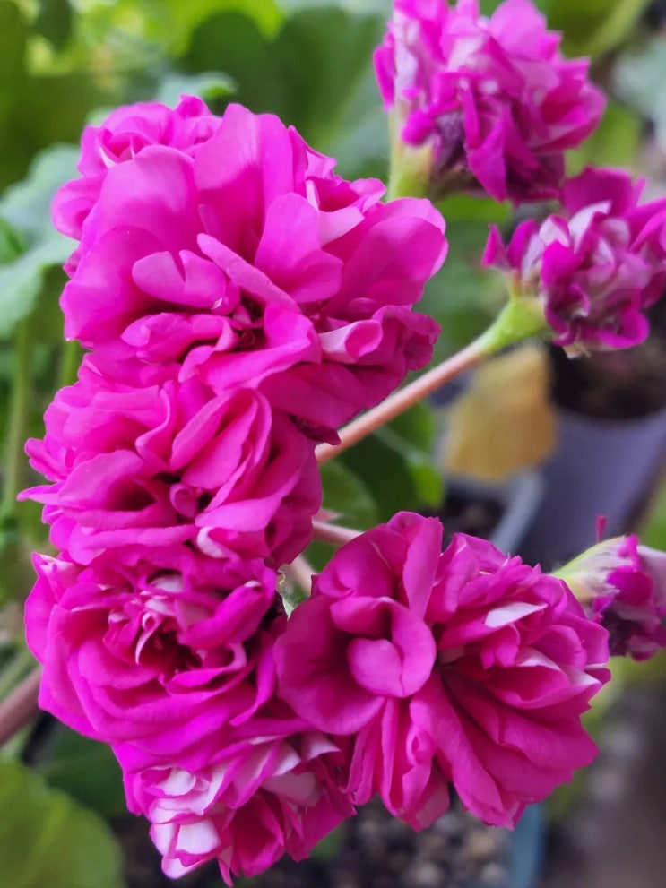 아르브즈니 프레쉬!! 네이버 블로그