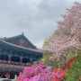 천안 봄 데이트 각원사 겹벚꽃 명소