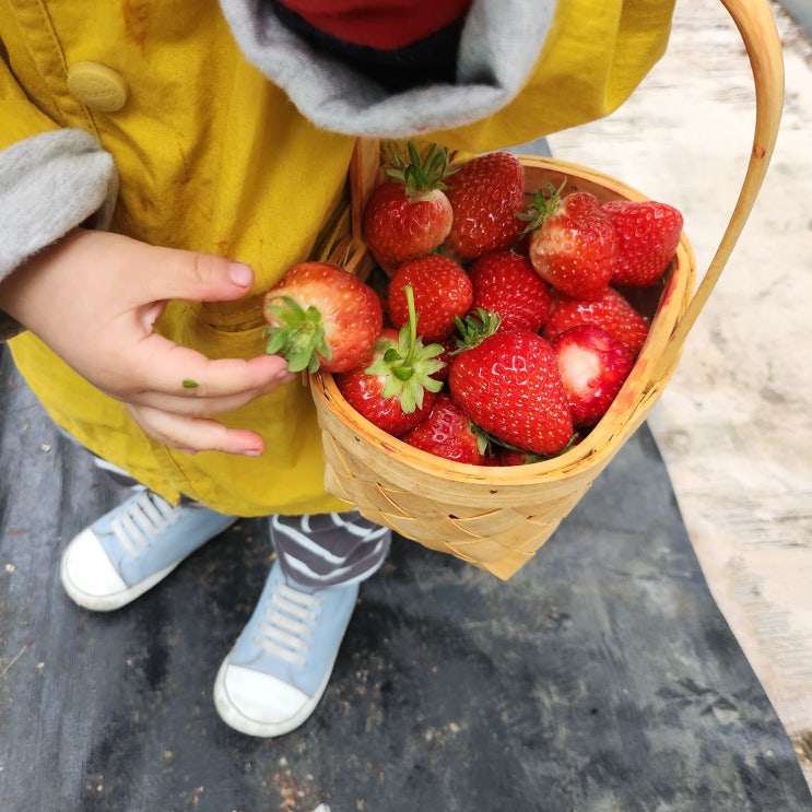 워킹맘 주말일상 아이들과 딸기체험(f.통영 듬뿍농원)