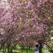 예산 아그로랜드태신목장 겹벚꽃 명소