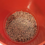 구남이의 농사일기) 맛있는 흑찰옥수수 모종 만들기 - 불린 씨앗 심기