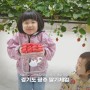 경기도 광주 딸기체험 서울근교 고운농장 위생적이고 세상 맛있어