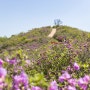 [광양여행] 4월 광양 가볼만한곳 영세공원묘원으로 빠르게 만날 수 있는 국사봉 철쭉 군락지