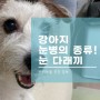강아지 눈병인 눈 다래끼의 원인과 증상 그리고 예방과 치료