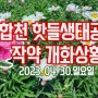 합천 핫들생태공원, 작약 개화상황(2023. 04. 30.일요일)