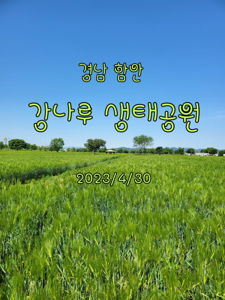 경남 함안 강나루생태공원 청보리밭
