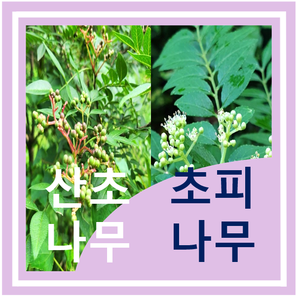 산초나무와 초피나무 효능, 비교(열매, 기름) : 네이버 블로그