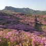 합천 황매산 철쭉 ( 작약꽃, 함벽루, 황계폭포)