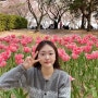 [김해]튤립/벚꽃 연지공원 피크닉 후기