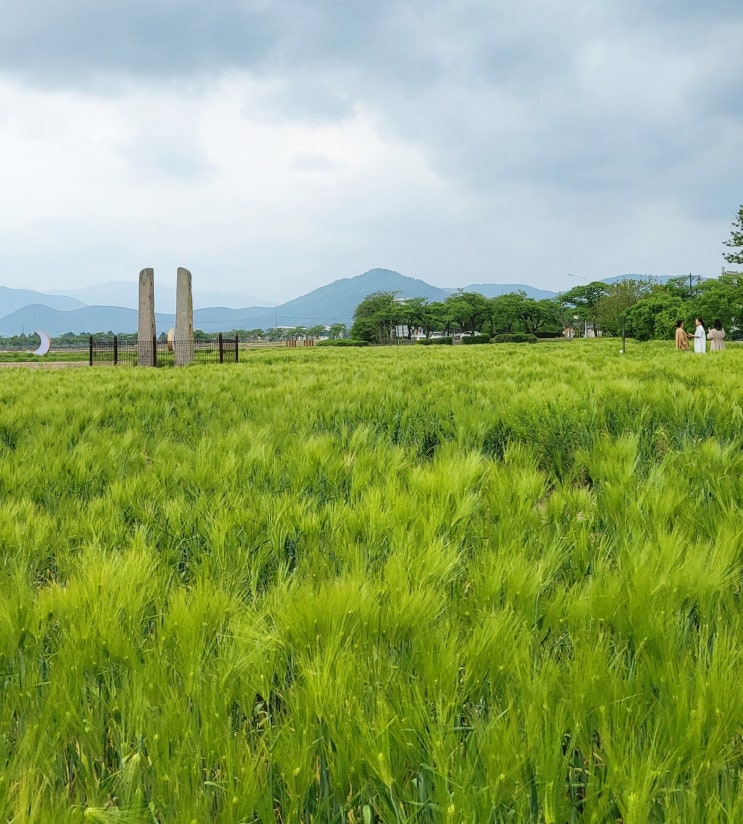 [경주 분황사 황룡사지] '청보리밭' 사진 찍기 좋은 경주 명소