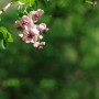예봉산-적갑산 들꽃산책