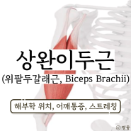 이두근 상완이두근 기시 장두 통증 스트레칭 (위팔두갈래근, Biceps Brachii)