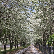 전주 팔복동 이팝나무 철길, 팔복예술공장 둘러보기! 하얀꽃이 활짝