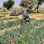 기후 행동 | 니제르: WFP와 협력 기관들이 아프리카 사헬 지대에서 삶을 변화시키는 방법