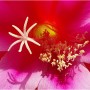 자홍색 공작선인장 꽃