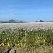 제주여행, 다시 생각해도 참 좋았다 - 제주 서남부 자연관광지 1일 코스(지질트레일, 해안도로드라이브, 루나폴, 수리코, 코우)