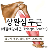팔꿈치통증 상완삼두근 위치 기능 스트레칭 (위팔세갈래근, Triceps Brachii)