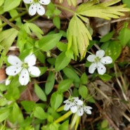 봄에 피는 작은 들꽃들 쭈굴씨고 안자 봐라
