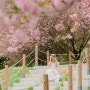 2023년 봄사냥!! 가양+나양도 함께~ 벚꽃과 겹벚꽃 나들이!!