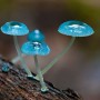 blue mycena mushroom 파랑 애주름버섯