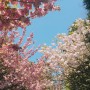 부산민주공원 겹벚꽃 명소 가볼만한곳