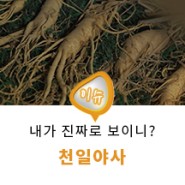 HQ+[천일야사]📚 조선시대 짝퉁 장수 안화상