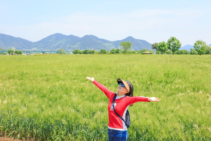 5월 경남 여행지 추천 함안 청보리 작약 축제 강나루 생태공원
