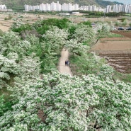 이팝나무 (Chionanthus retusa) 六道木 fringe tree