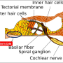 와우 달팽이관 뵈트허(베처) 세포