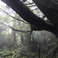 가고시마현 야쿠시마 여행 야쿠시마 트레킹 죠몬스키나무