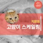 부산동물병원 고양이 치은염 스케일링