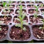 라벤더 키우기 - 식물led등으로 잉글리쉬 라벤더 새싹 키우기