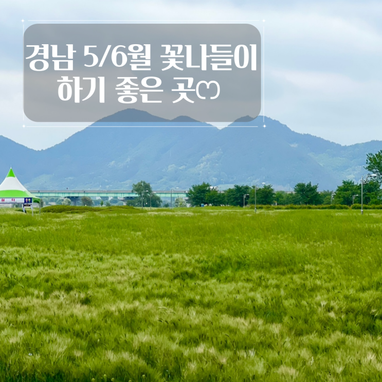 함안강나루생태공원 경남 5월 축제 청보리 작약 양귀비꽃