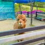 파주 앵무새카페&작은동물원 동화힐링캠프 체험시설
