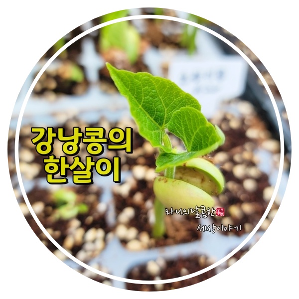 강낭콩 키우기(호랑이) 심는시기 씨앗 싹틔우기 떡잎 본잎 강낭콩 한살이 코투리 지지대 물주기 : 네이버 블로그