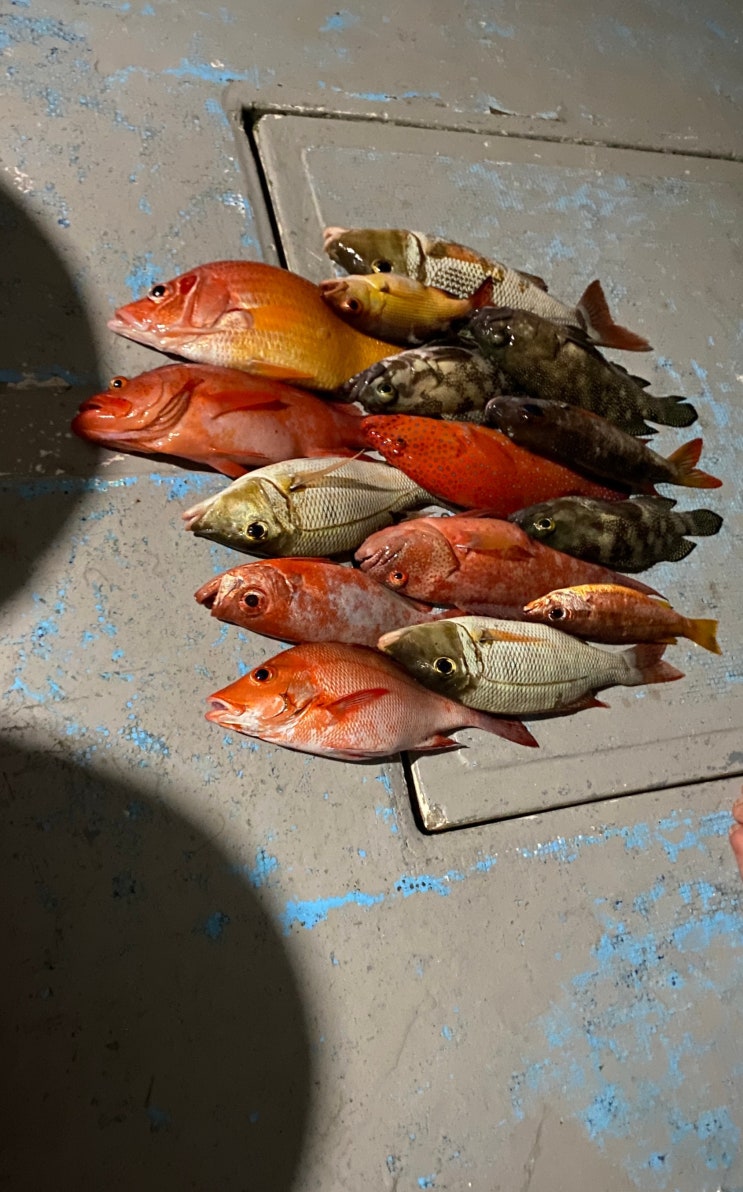 [가성비 몰디브 여행]로컬섬 마푸시 카니투어 선셋피싱익스커션(Kanni Sunset Fishing Excursion)낚시 체험 ...