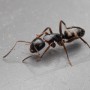 네눈개미(Camponotus quadrinotatus)