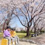 충남 벚꽃명소 부여 구드래조각공원 (22.04)