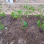 주말농장 작물 키우기 : 고추모종, 가지모종 심기(모종 심는 시기)