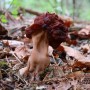 마귀곰보버섯 - Gyromitra esculenta