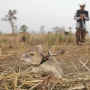 These highly trained rats have sniffed out 150,000 explosives. 이 고도로 훈련된 쥐들은 150,000개의 폭발물을 탐지했습니다.