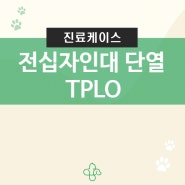 강아지 전십자인대 단열 TPLO 수술 외과동물병원 에이드