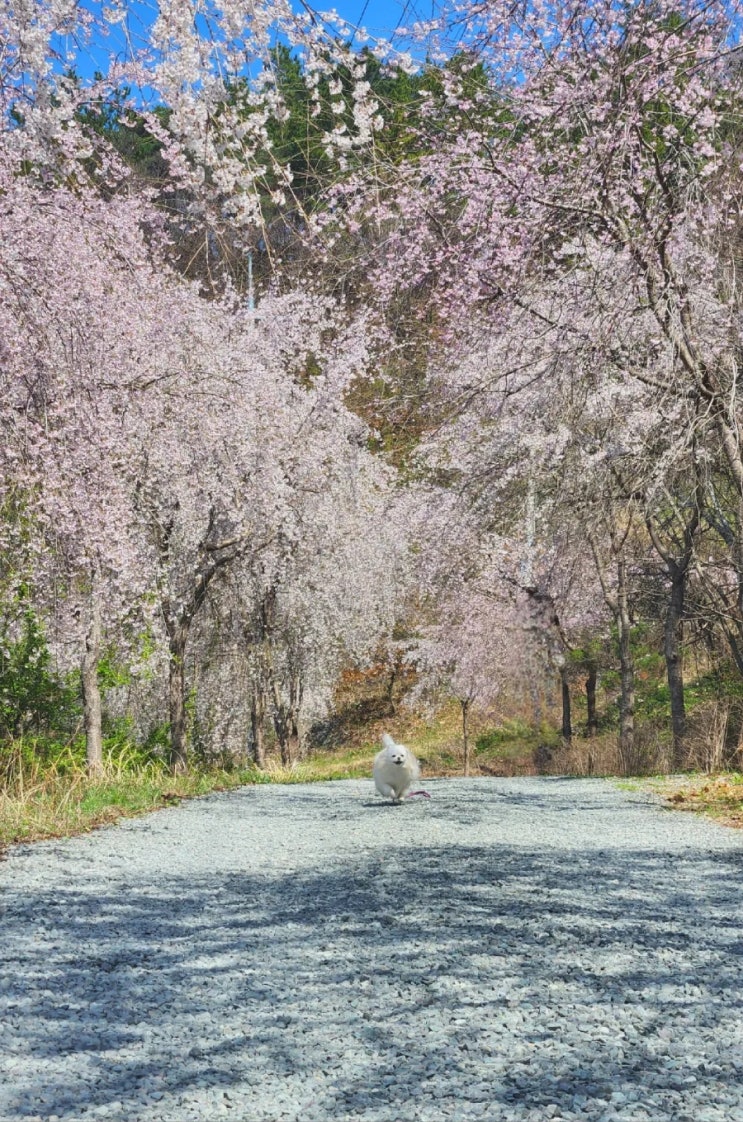 창녕가볼만한곳.남지개비리길 수양벚꽃.영산만년교.연지못....