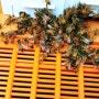 아카시아꽃 피는 시기에 태풍급 바람에 비가 내려 꿀벌들은 저체온증 발생