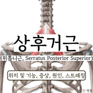 상후거근 위치 기능 어깨뼈위쪽통증 스트레칭 (위뒤톱니근, Serratus Posterior Superior)
