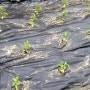 텃밭가꾸기 잡초매트로 잡초 끝장내기 유기농 방울토마토 고추 상추 기르기