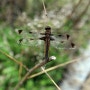 대모잠자리(Libellula angelina)