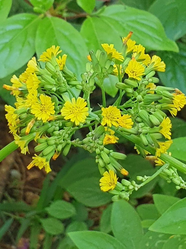 뽀리뱅이(Oriental false hawksbeard) (23.5월) : 네이버 블로그